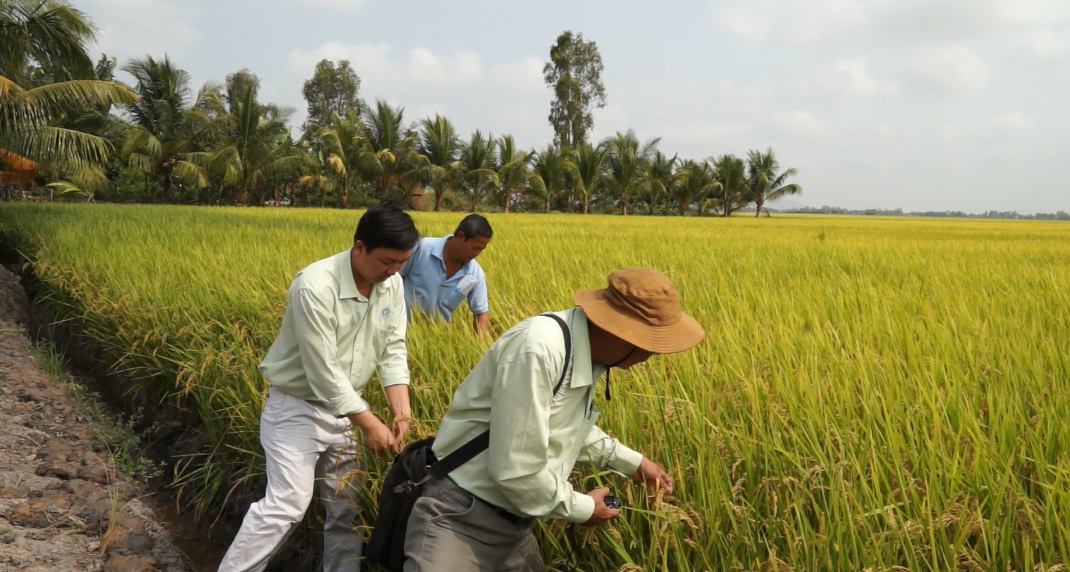 2. Hoi thao canh dong mau lon.jpg